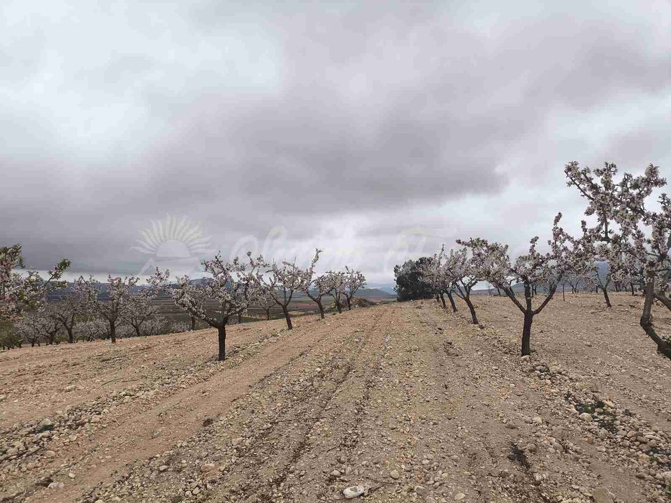 Helårsgrund i Yecla, Murcia - foto 4